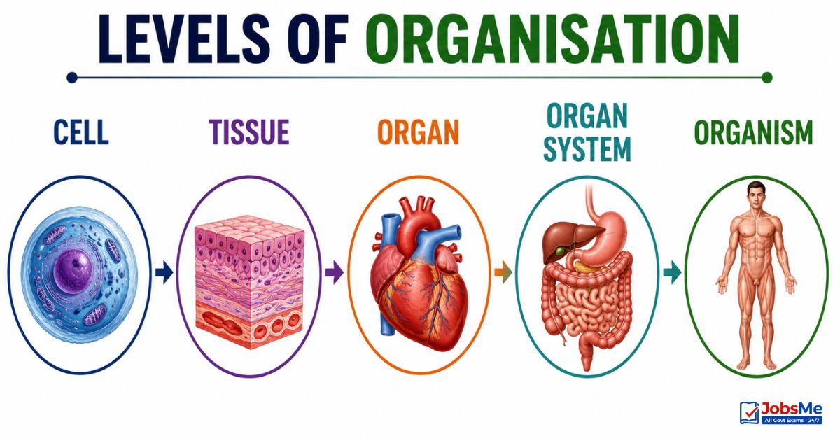 Human-Levels-of-Organisation